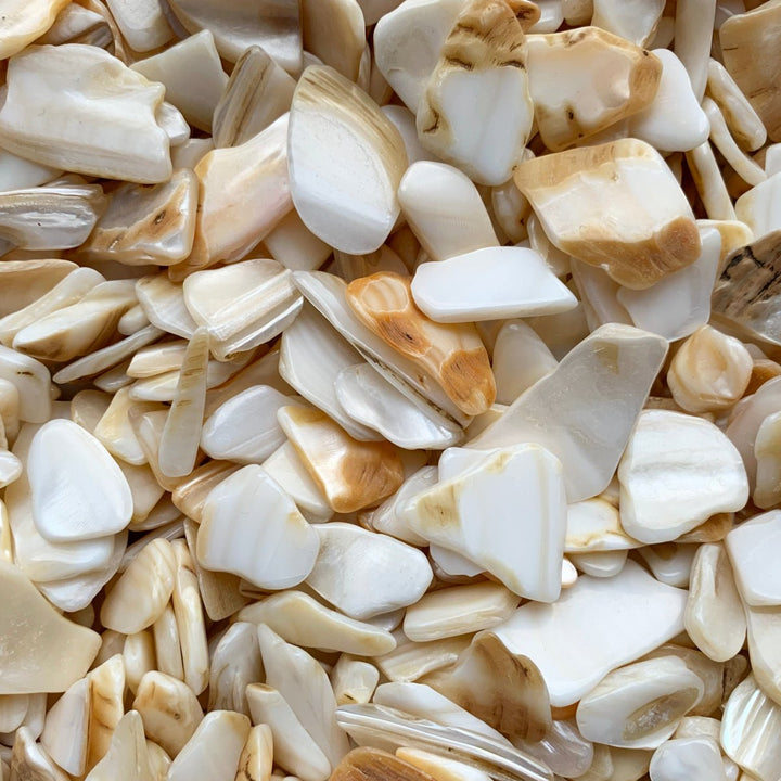 Parelmoer Schelp - mosaicshop