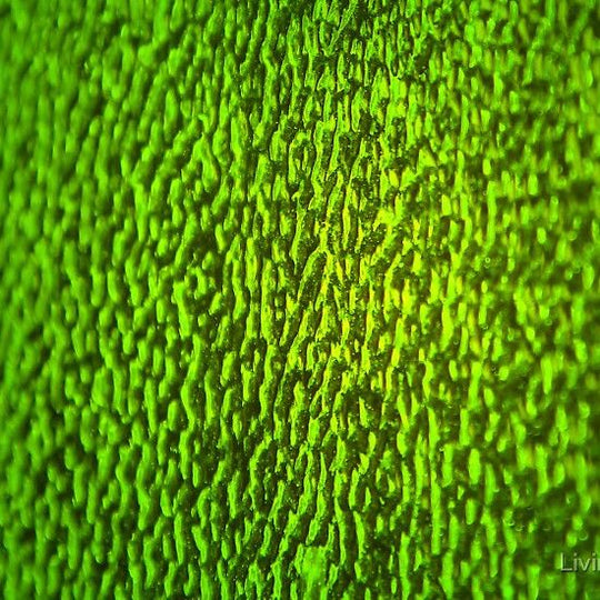 Placa de Vidrio Verde Ámbar Ondulado